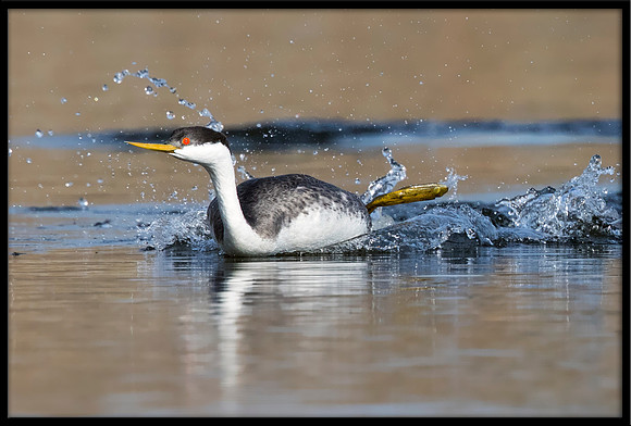 Western Grebe