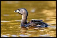 Pied-billed Grebe with chicks