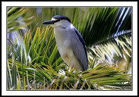 Black-crowned Night-heron In Tree