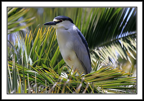 Black-crowned Night-heron In Tree