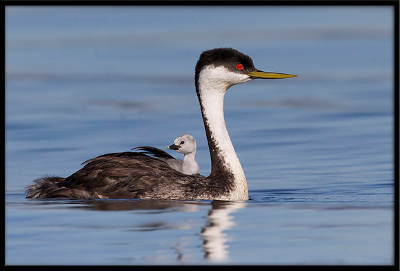Western Grebe and chick