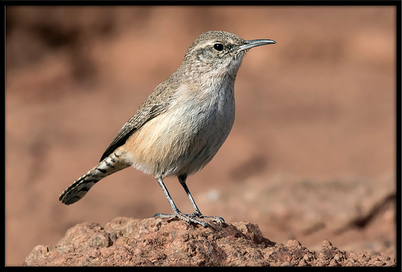 Rock Wren