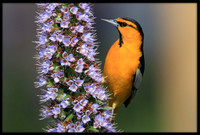 Bullocks Oriole