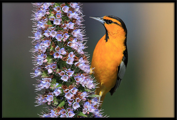 Bullocks Oriole