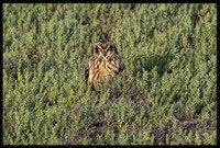 Short-eared Owl