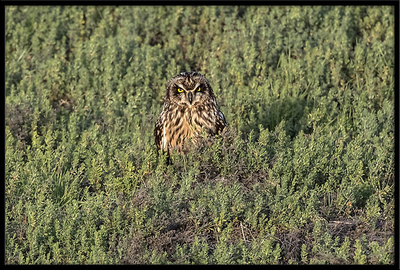 Short-eared Owl