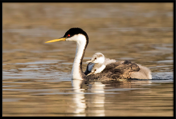 Western Grebe with Chicks