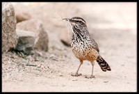 Cactus Wren