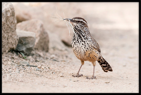 Cactus Wren