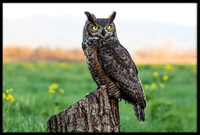 Great Horned Owl