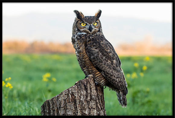 Great Horned Owl
