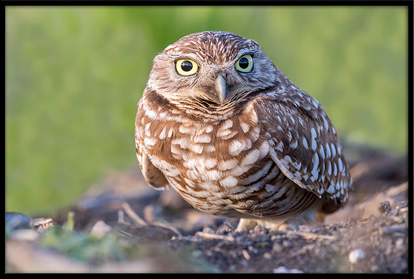 Burrowing Owl