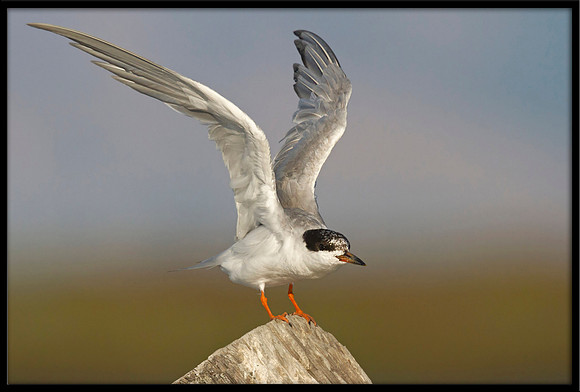 Forster's Tern
