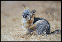 Grey Fox