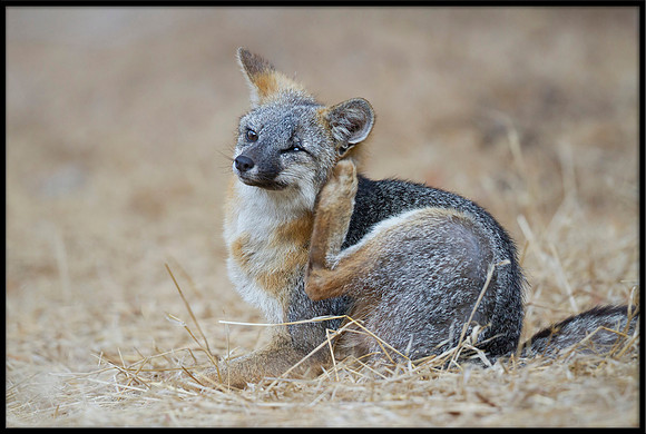 Grey Fox