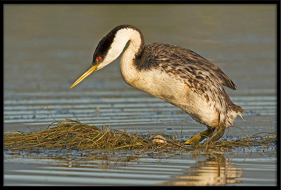 Western Grebe at nest with egg