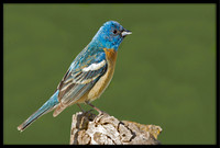 Lazuli Bunting