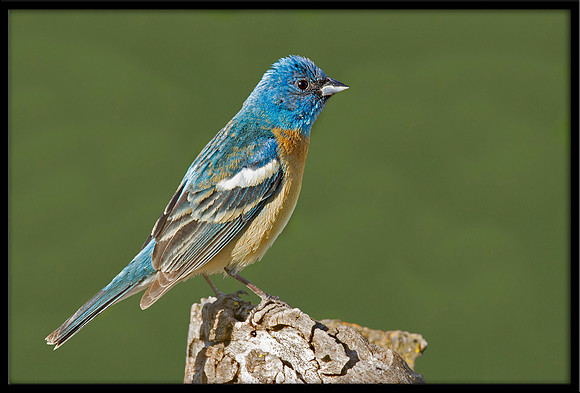 Lazuli Bunting