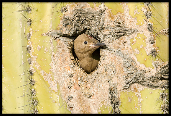 Gila Woodpecker nest