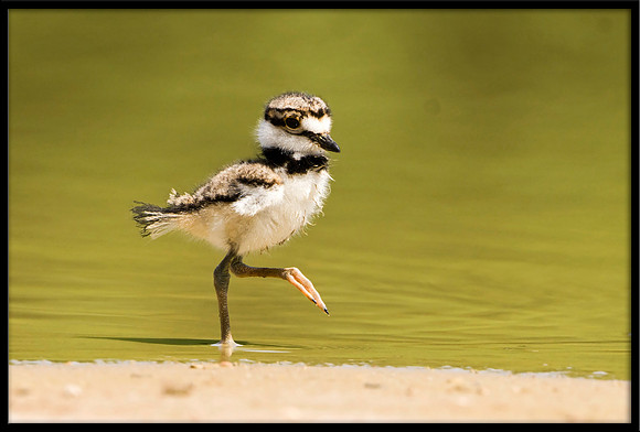 Killdeer Chick
