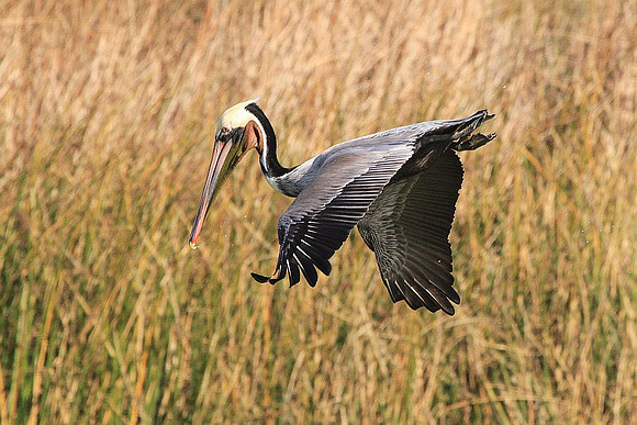 Brown Pelican about to dive
