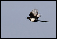 Magpie