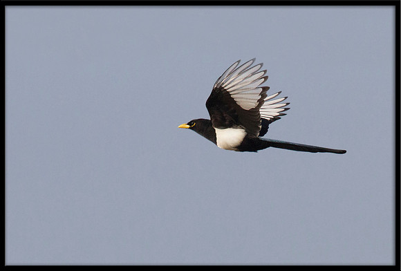 Magpie