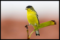 Lesser Goldfinch