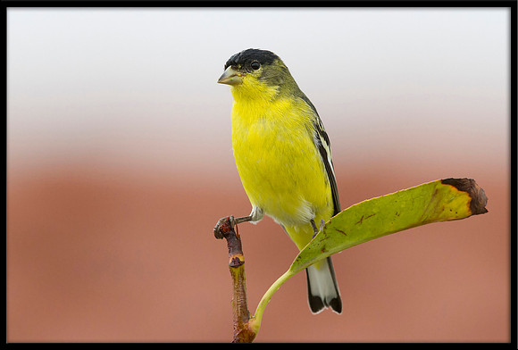 Lesser Goldfinch