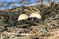 Grebe Eggs