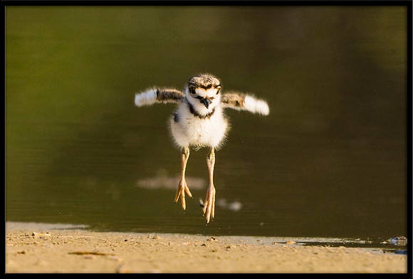 Killdeer Chick