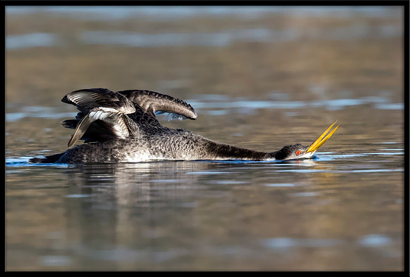 Western Grebe Stretching