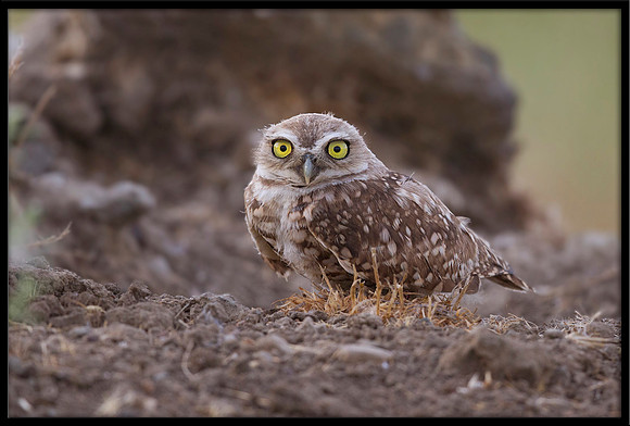 Burrowing Owl