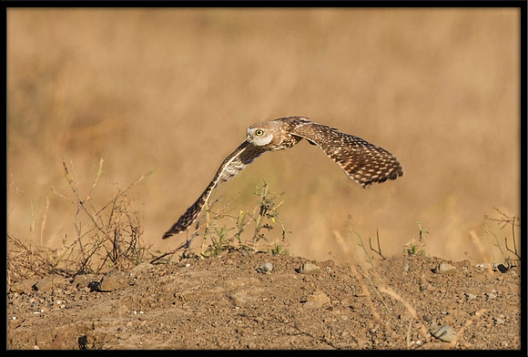 Burrowing Owl