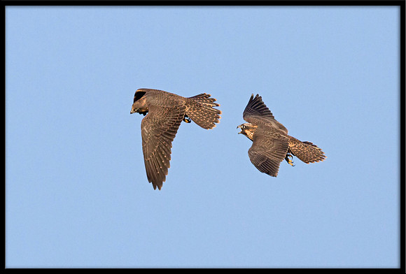 Peregrine Falcon chicks