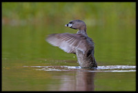 Pied-billed Grebe