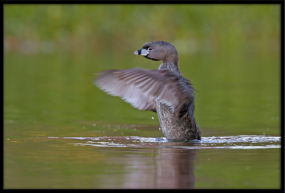 Pied-billed Grebe