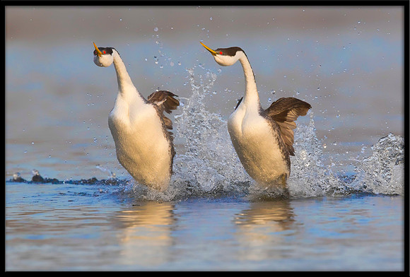 Grebe Rush
