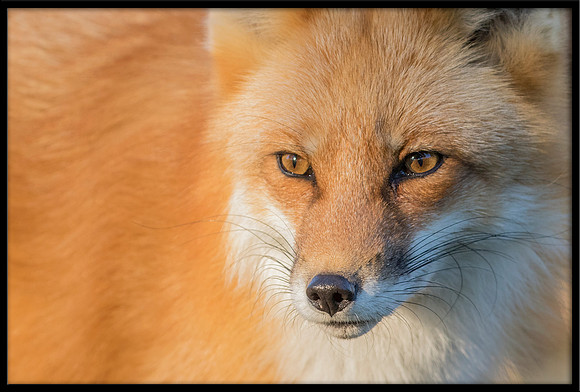 Red Fox