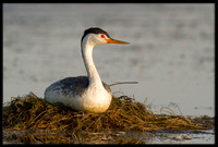Clarks Grebe on eggs