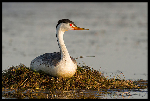 Clarks Grebe on eggs