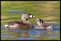 Pied-billed Grebe with chick
