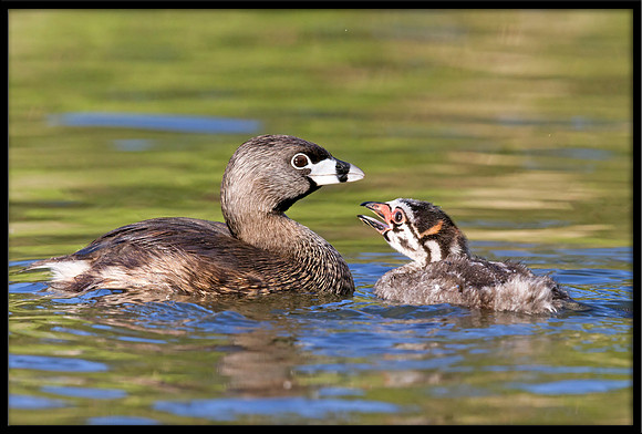Pied-billed Grebe with chick