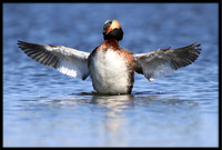 Horned Grebe