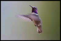 Costa's Hummingbird