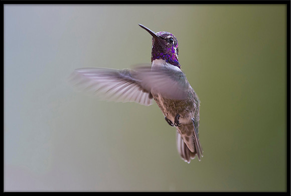 Costa's Hummingbird