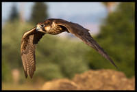Saker Falcon