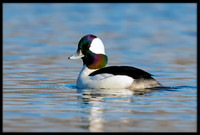 Bufflehead