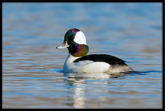 Bufflehead
