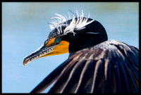 Double-crested Cormorant